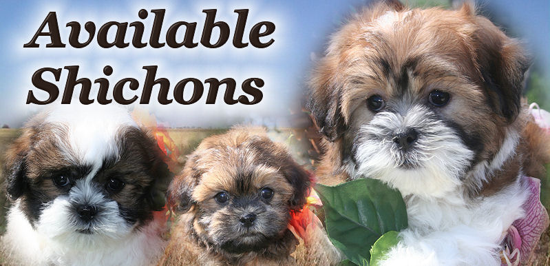 shichon puppies for sale near me