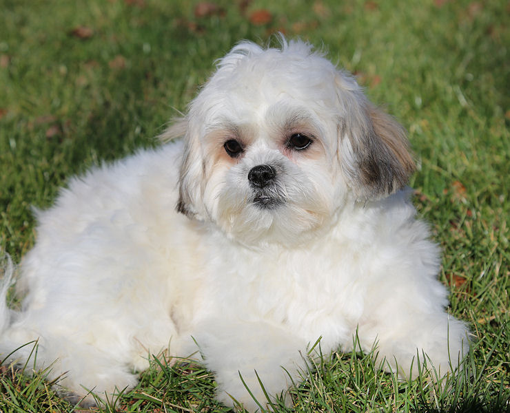 Adorable Older Shichon Puppies or Teddy Bear Puppies for sale!
