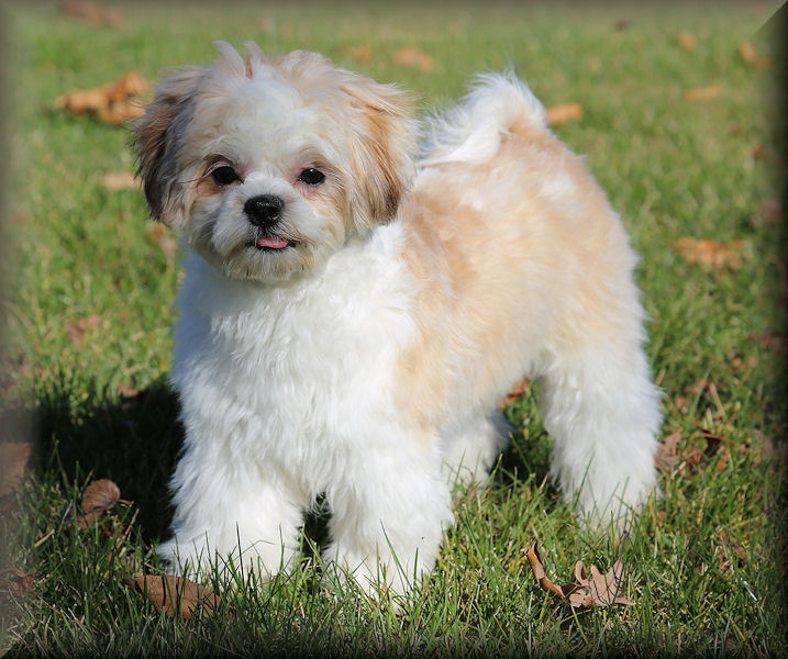 Adorable Older Shichon Puppies or Teddy Bear Puppies for sale!